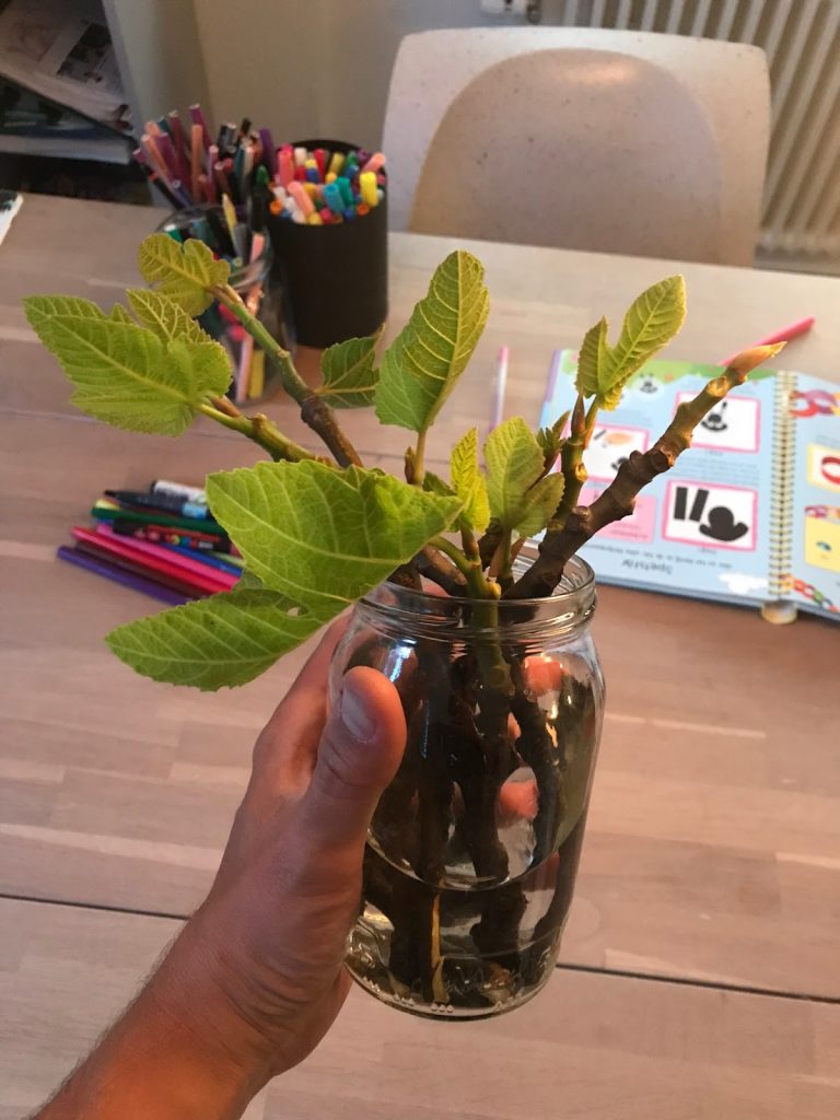 Sticklingar vinranka Fikon