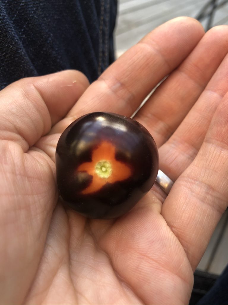 tomtater