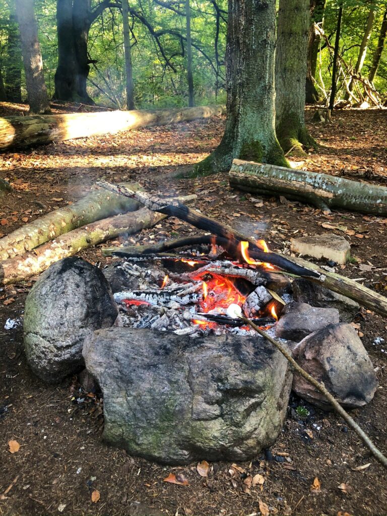 Bokskogen Bara