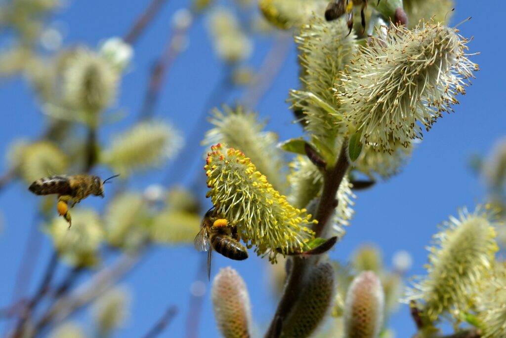 vad är pollinering