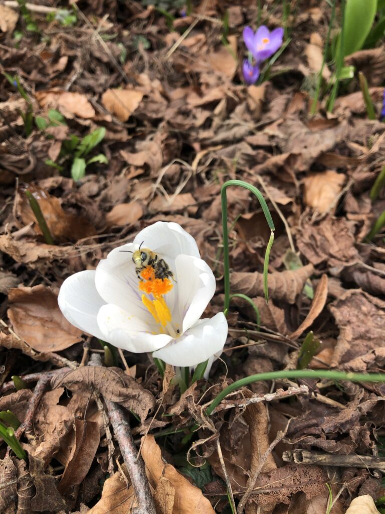 pollintatör