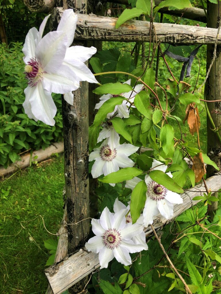 klematis