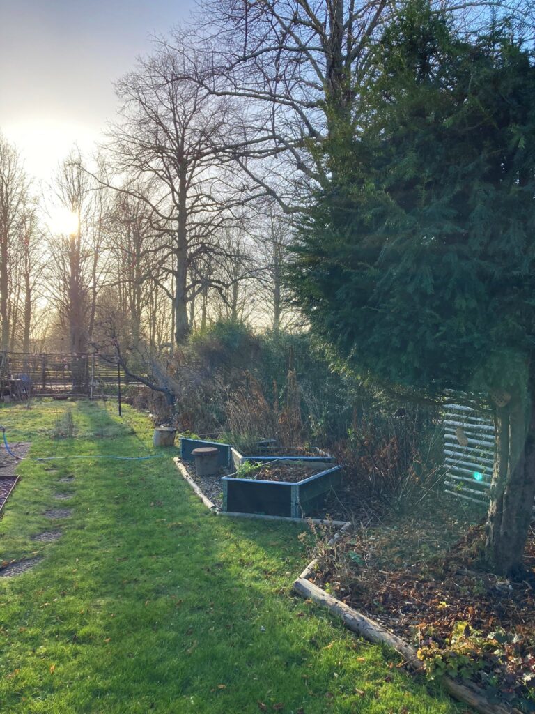 Trädgården i januari