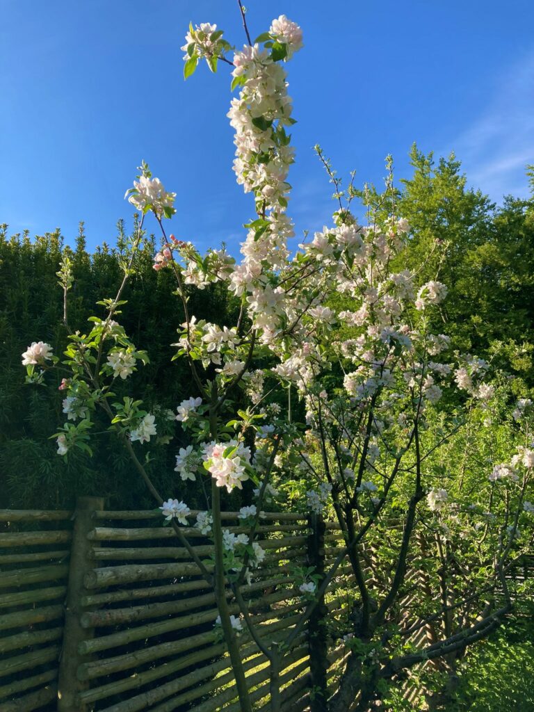 Äppelblom