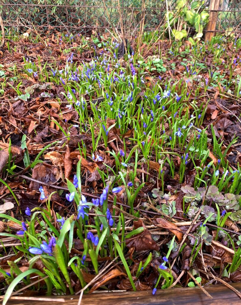 Scilla